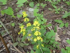Lysimachia punctata