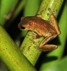 Dendropsophus carnifex
