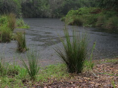 Juncus kraussii kraussii