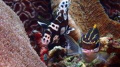 Plectorhinchus chaetodonoides