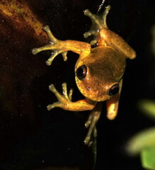 Dendropsophus carnifex