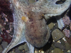 Octopus sinensis