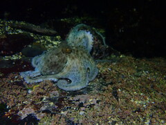 Octopus sinensis