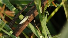 Cofana
