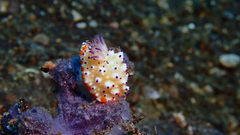 Mexichromis multituberculata