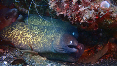 Gymnothorax thyrsoideus