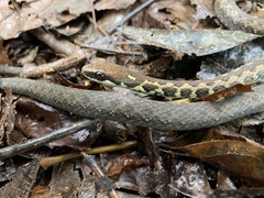 Echinanthera undulata