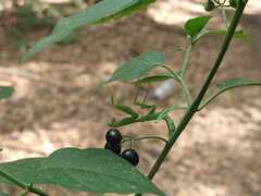 Stagmatoptera hyaloptera