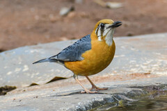 Geokichla citrina
