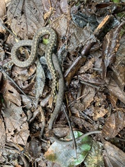 Echinanthera undulata