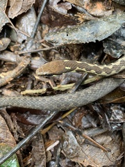 Echinanthera undulata