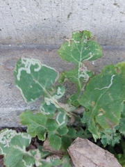 Phytomyza syngenesiae