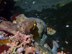 Octopus sinensis