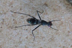 Taeniaptera trivittata