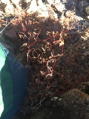 Euphorbia capitellata