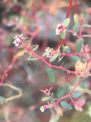 Euphorbia capitellata