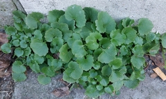 Campanula poscharskyana