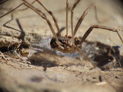 Phalangiinae