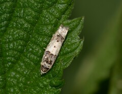 Epinotia thapsiana