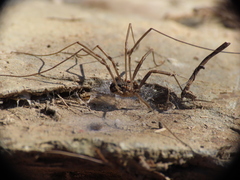 Phalangiinae