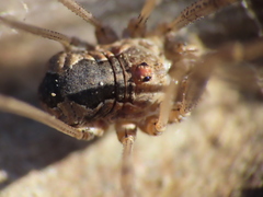 Phalangiinae