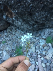 Plumbago zeylanica