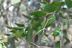 Celtis tala