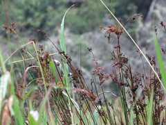Juncus kraussii kraussii
