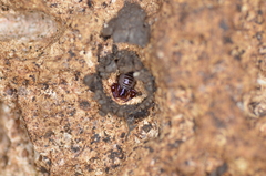Neobisium