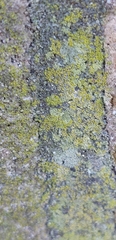 Flavoplaca