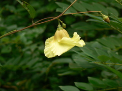 Azanza lampas