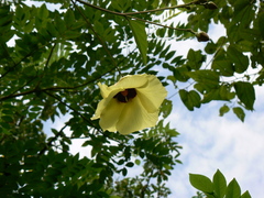 Azanza lampas