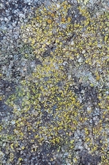 Flavoplaca