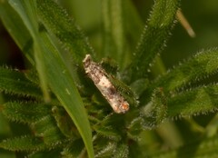 Epinotia thapsiana