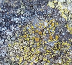 Flavoplaca