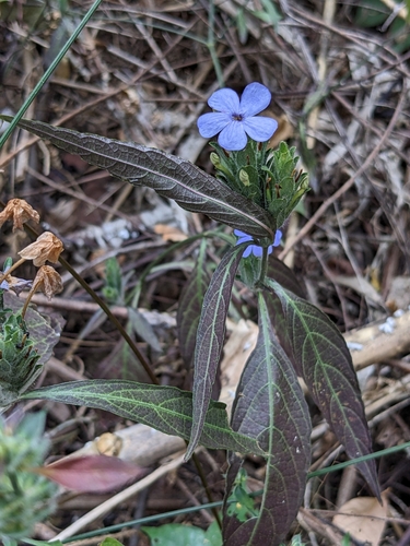 Eranthemum tetragonum