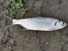 Megalops cyprinoides