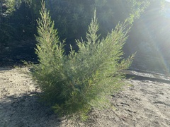 Chamelaucium uncinatum