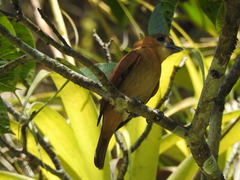 Pachyramphus cinnamomeus
