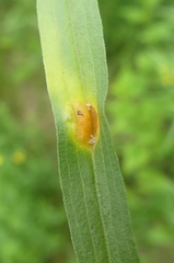 Puccinia dioicae