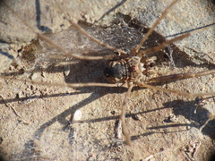 Phalangiinae