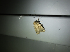 Mamestra brassicae