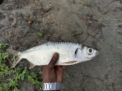 Megalops cyprinoides