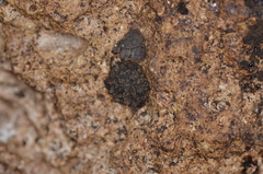 Neobisium