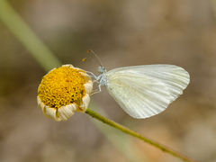 Leptidea duponcheli