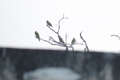 Amazona autumnalis autumnalis