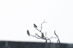 Amazona autumnalis autumnalis