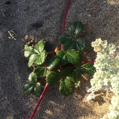Fragaria