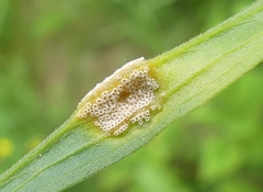 Puccinia dioicae