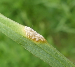 Puccinia dioicae